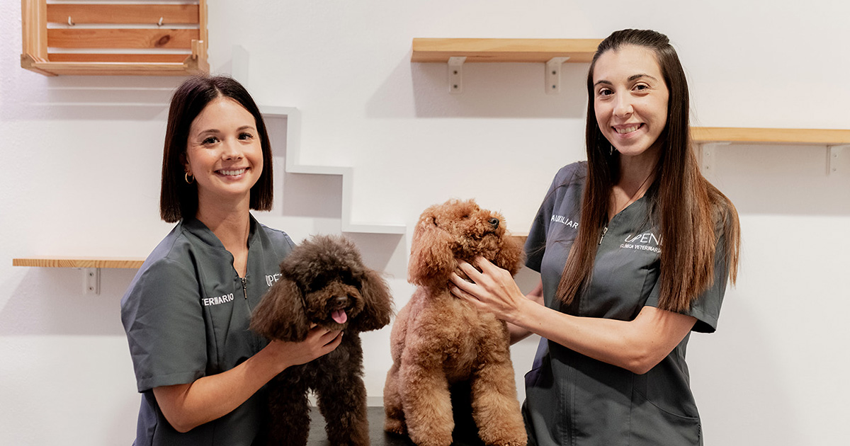 blog upendi clinica veterinaria valencia