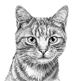 upendi clinica veterinaria valencia
