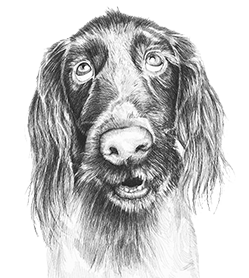 upendi clinica veterinaria valencia