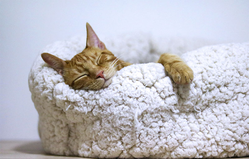 gato dormido