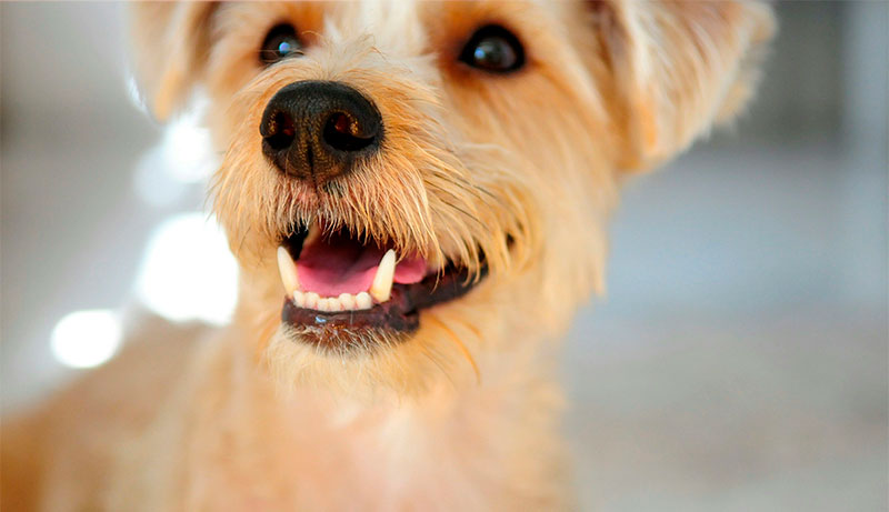 Cuidado de los dientes y las uñas de tu perro