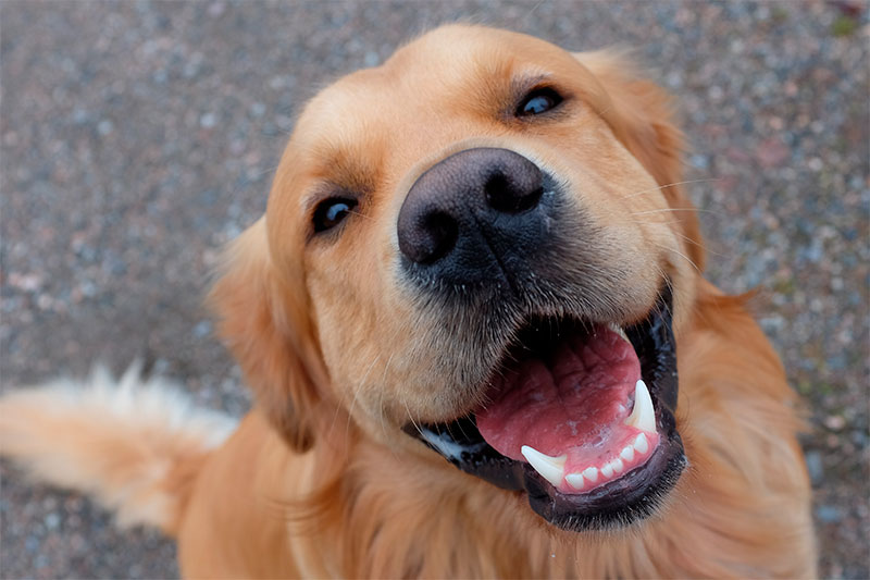 Cuidado y mantenimiento de la dentadura de tu perro