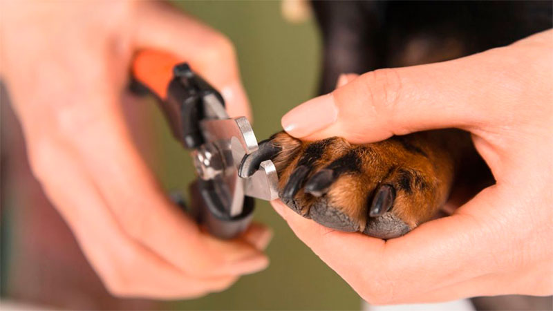 Higiene y cuidado de las uñas de tu peludo