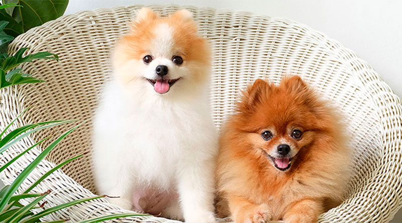 La raza pomerania es una de las más conocidas en el mundo ya que es prácticamente imposible no enamorarse de estos peluchitos tan adorables.